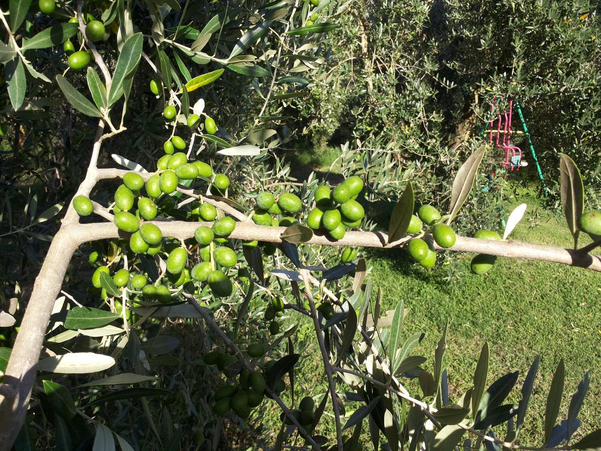 Agriturismo Casale Bonaparte Cellere Luaran gambar
